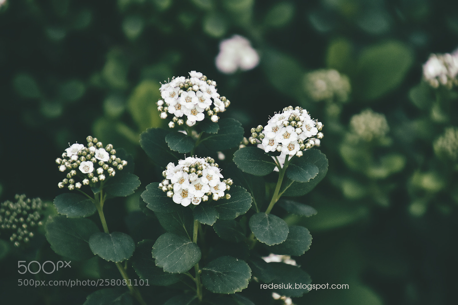 Nikon D5500 sample photo. Http redesiuk.blogspot.com 2018 05 photography