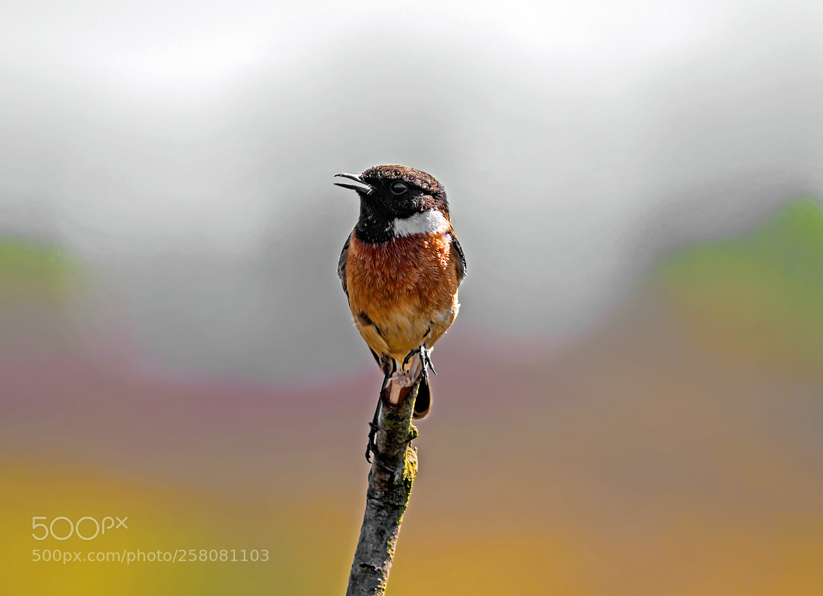 Canon EOS 7D Mark II sample photo. Male stonechat photography