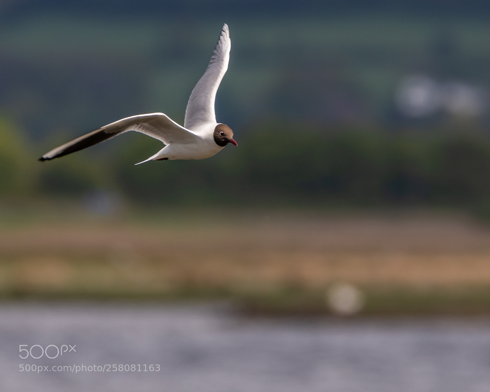 Nikon D500 sample photo. Black headed gull photography