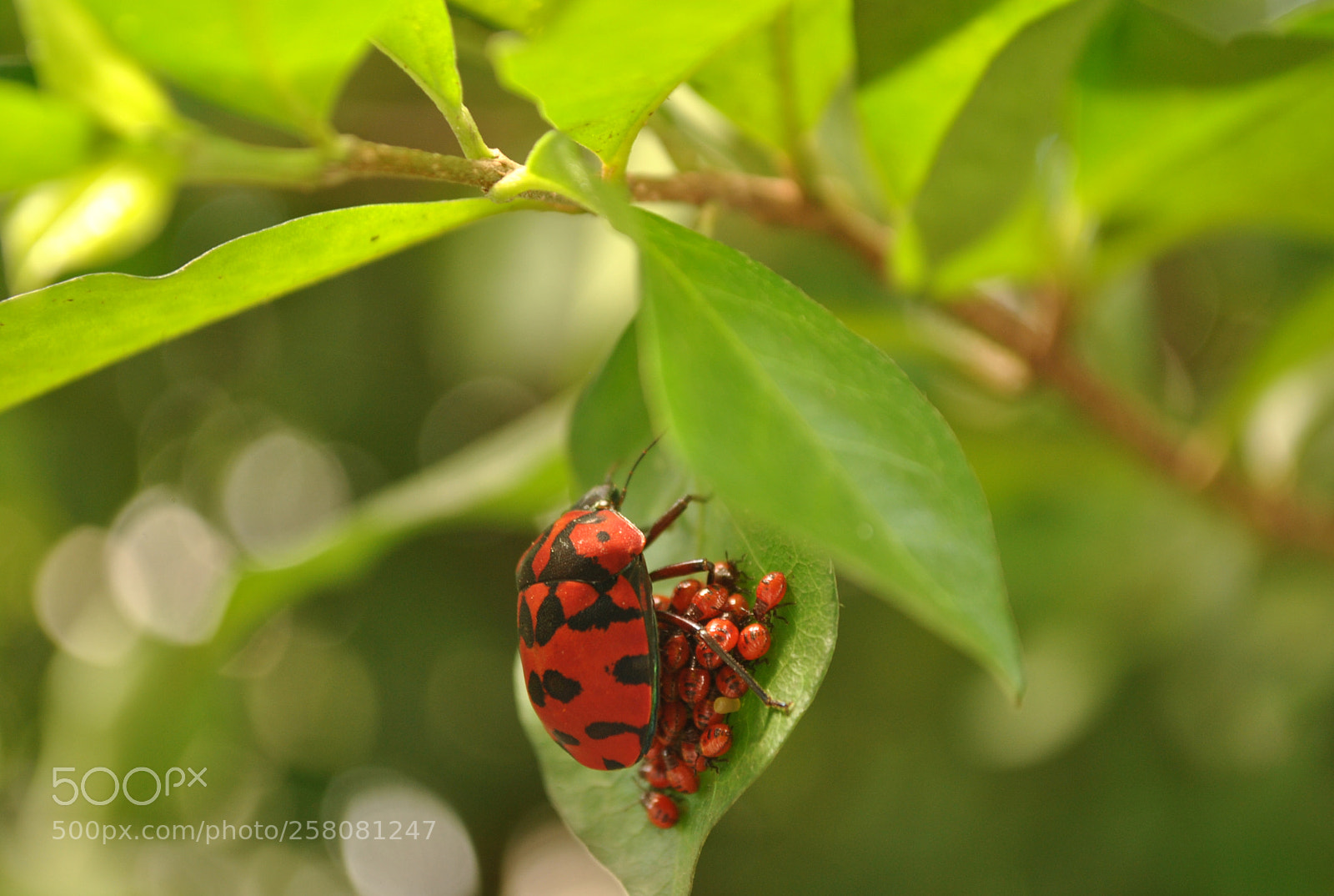 Nikon D3000 sample photo. Ladybird photography