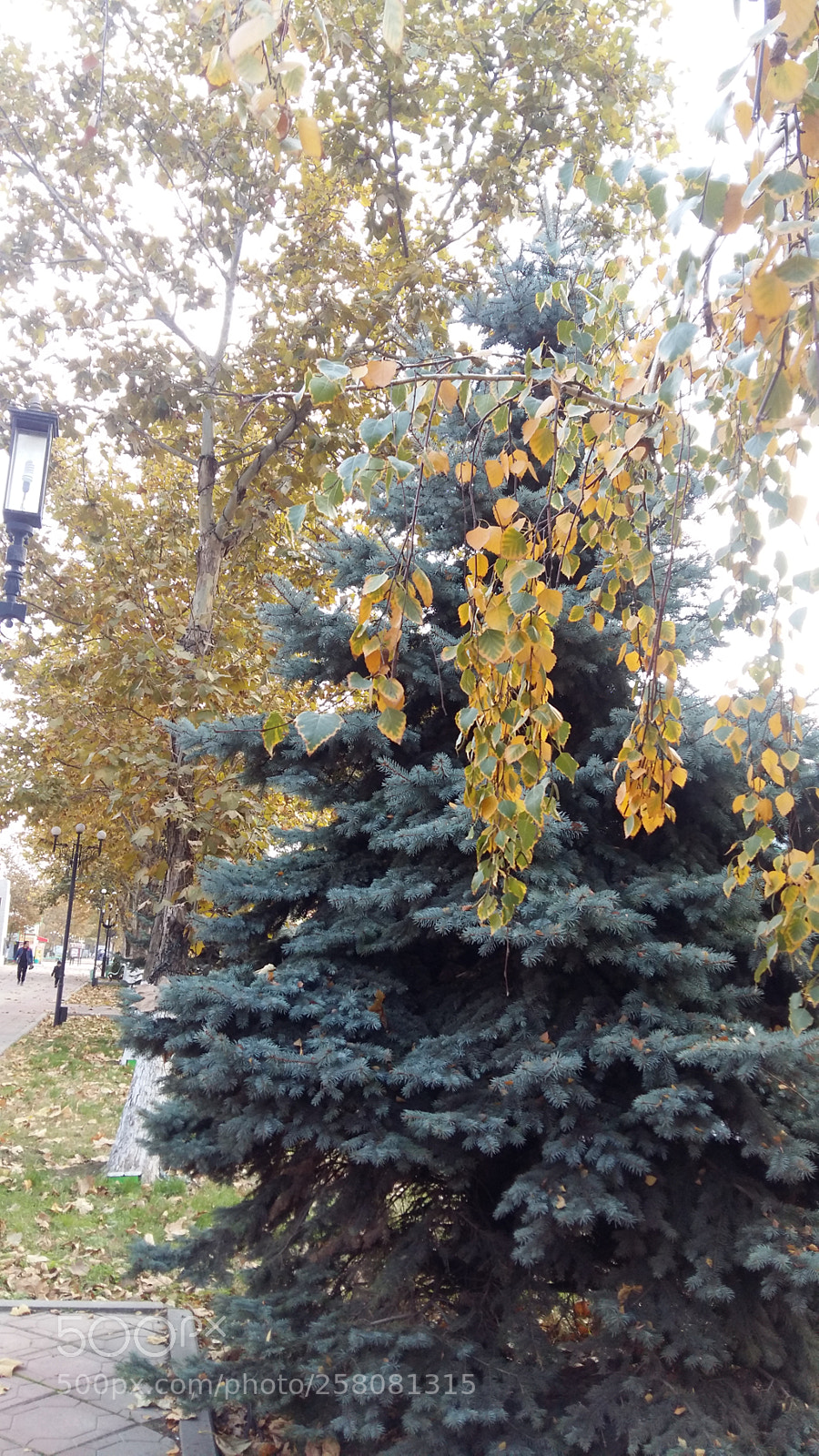 Samsung Galaxy A5 sample photo. Yellow-green beauty photography