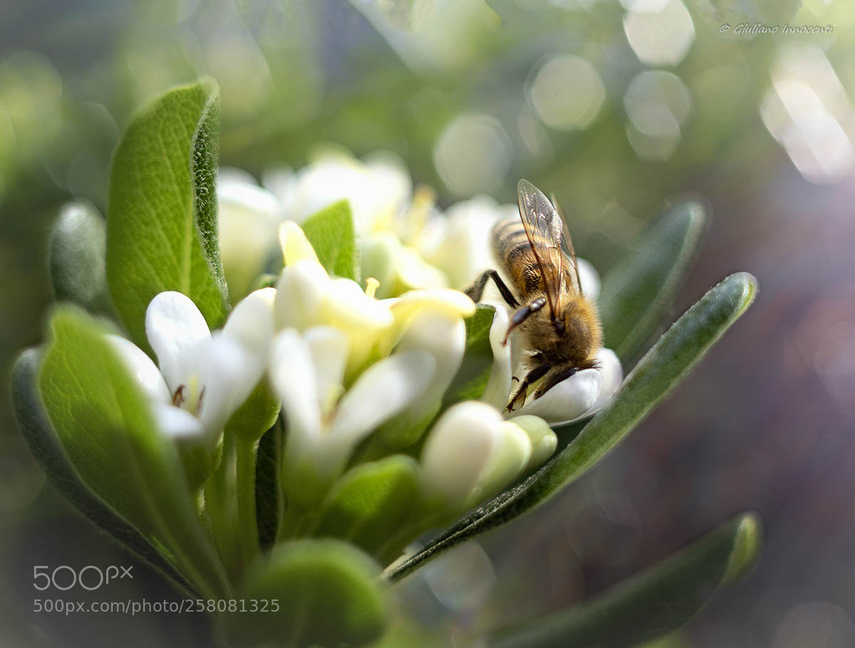 Nikon D7200 sample photo. Hunting for good pollen. photography