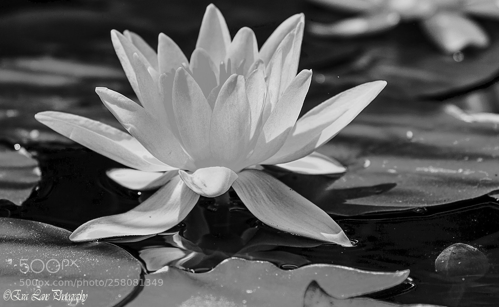 Canon EOS 6D sample photo. The water lily bw photography