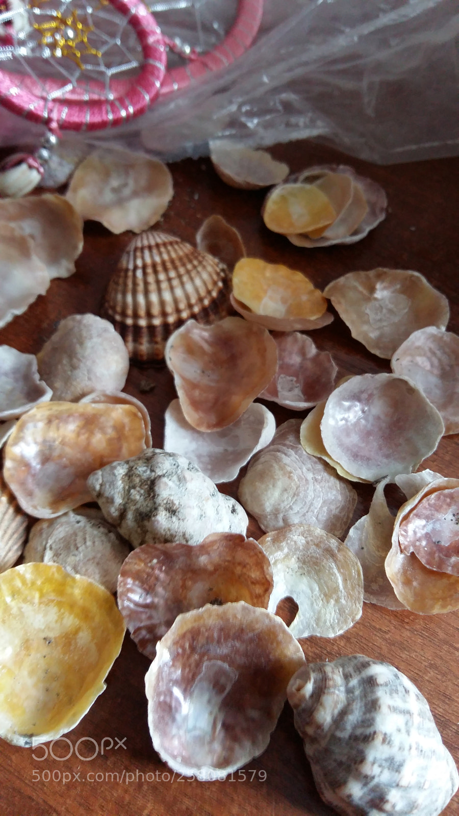 Samsung Galaxy A5 sample photo. Mediterranean shells photography