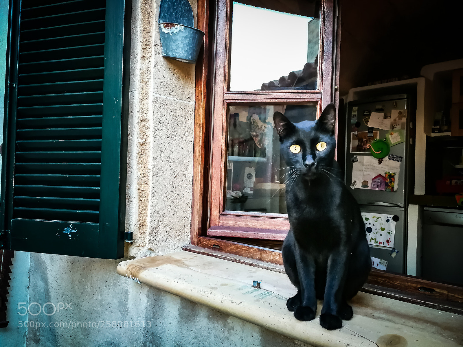 HUAWEI P10 sample photo. Black cat photography