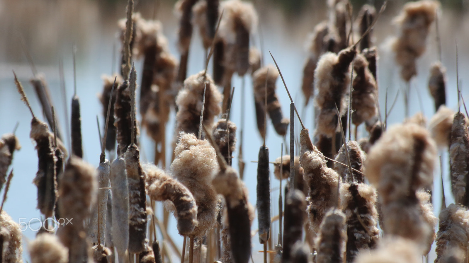 Canon EOS 750D (EOS Rebel T6i / EOS Kiss X8i) sample photo. Thick of the reeds photography