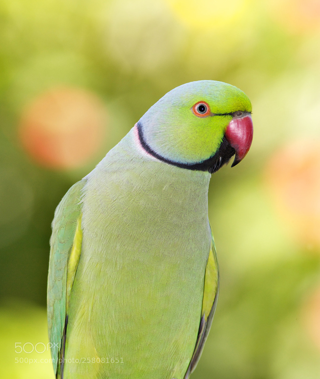 Canon EOS-1Ds Mark II sample photo. Ringnecked parakeet photography