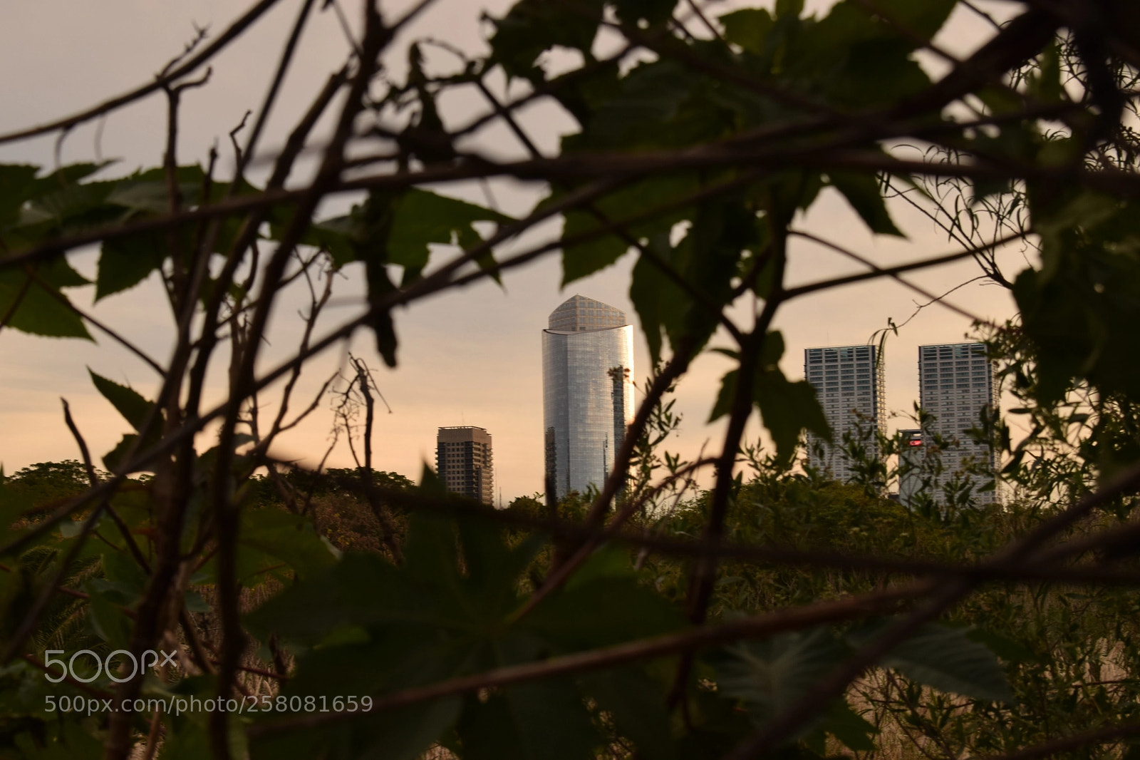 Nikon D3300 sample photo. Emergent between the natura photography