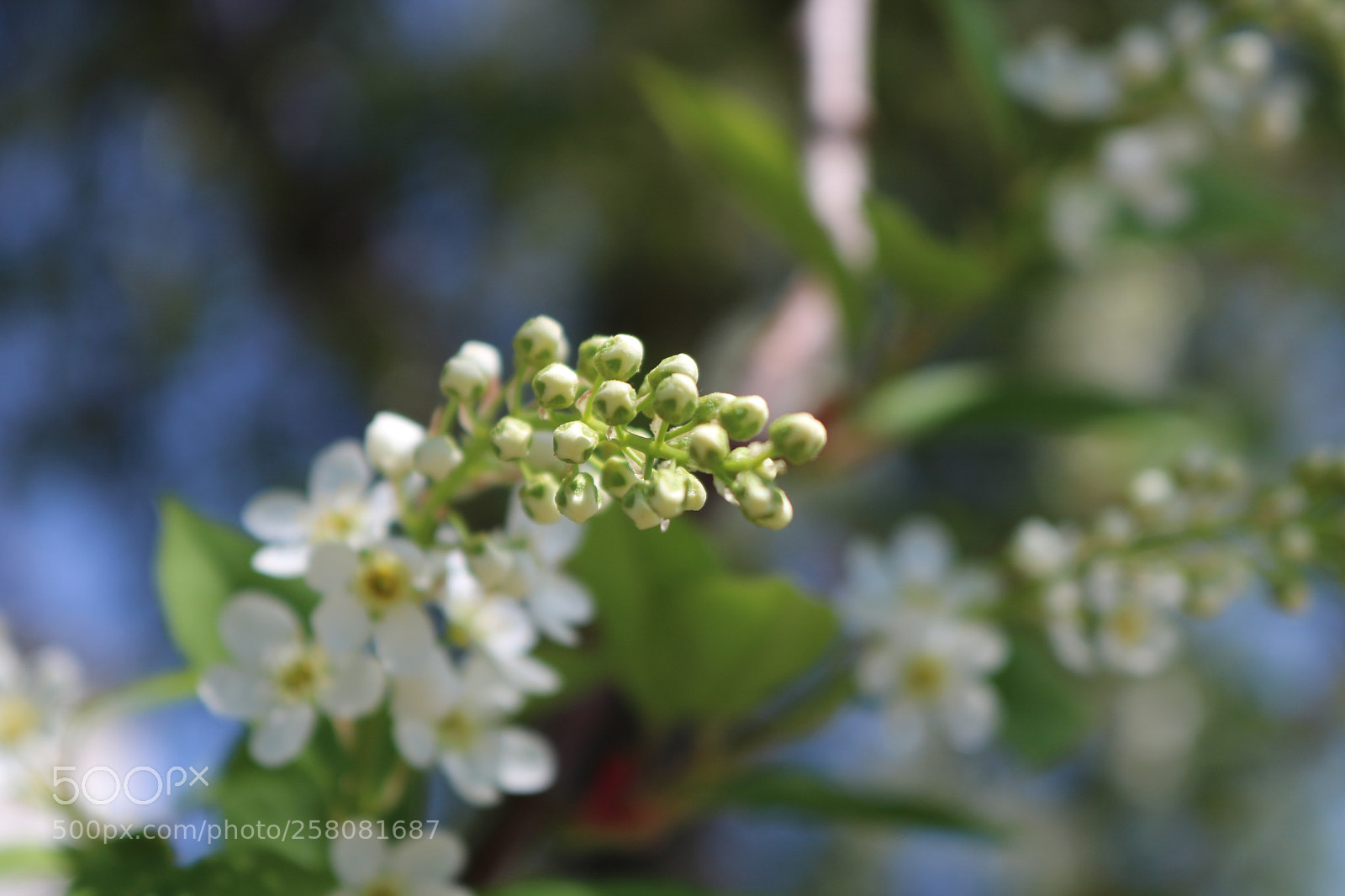 Canon EOS 750D (EOS Rebel T6i / EOS Kiss X8i) sample photo. Buds of spring photography