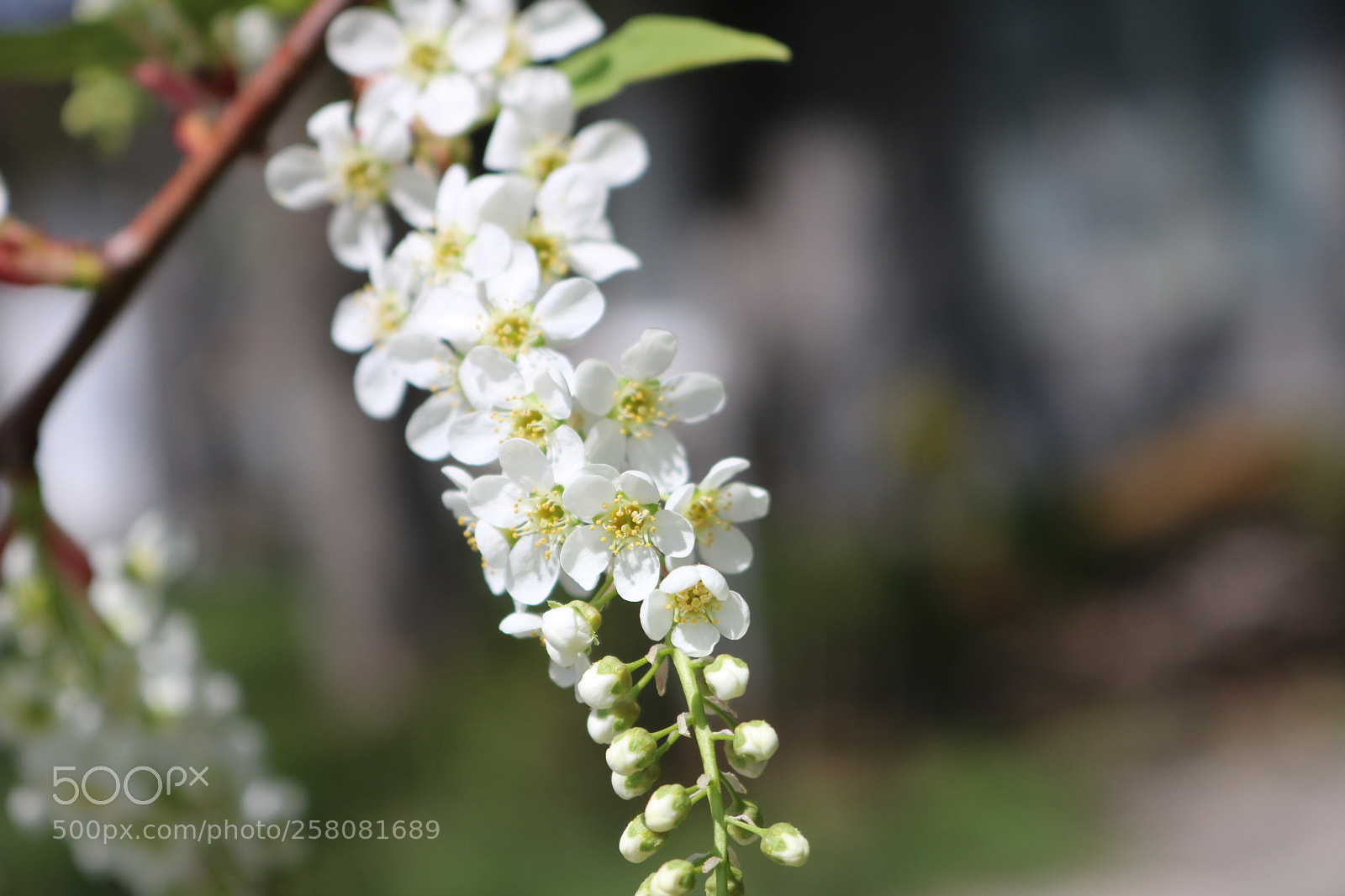 Canon EOS 750D (EOS Rebel T6i / EOS Kiss X8i) sample photo. Summer blossoms photography