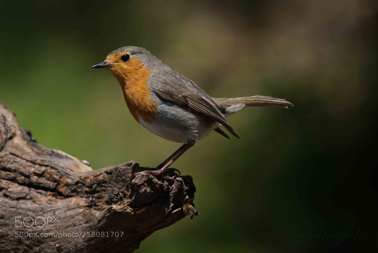 Sony a99 II sample photo. El petirrojo photography