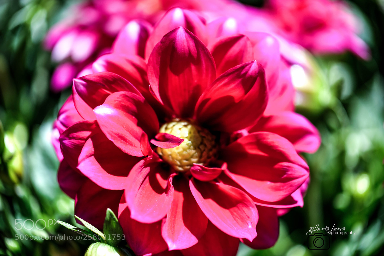 Canon EOS 6D sample photo. Red n green photography