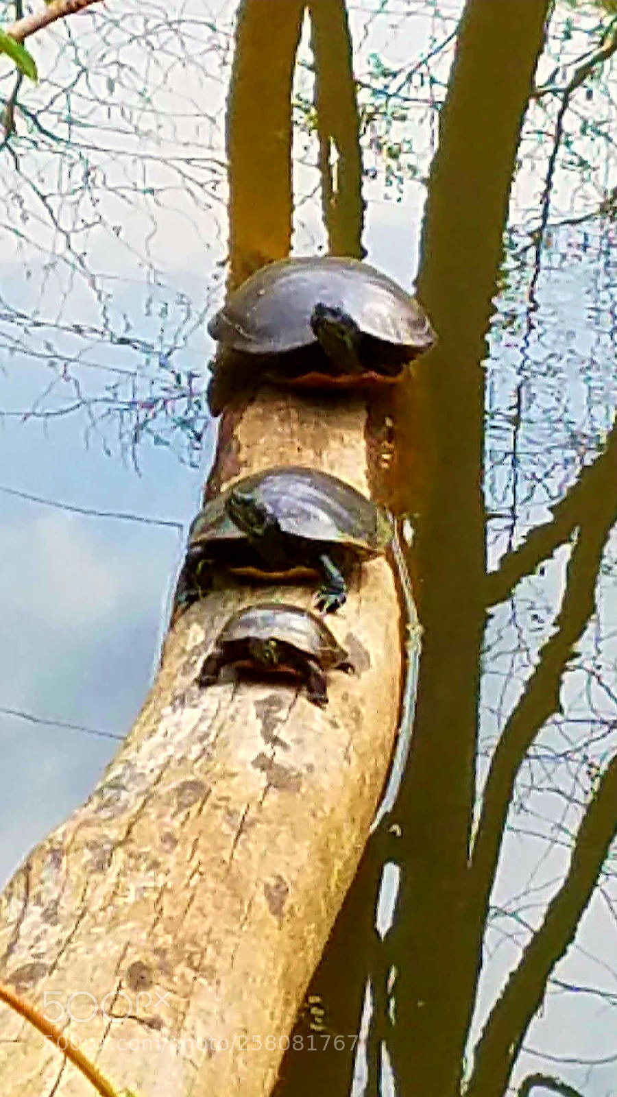 Samsung Galaxy S7 sample photo. The sunbathing turtle family! photography