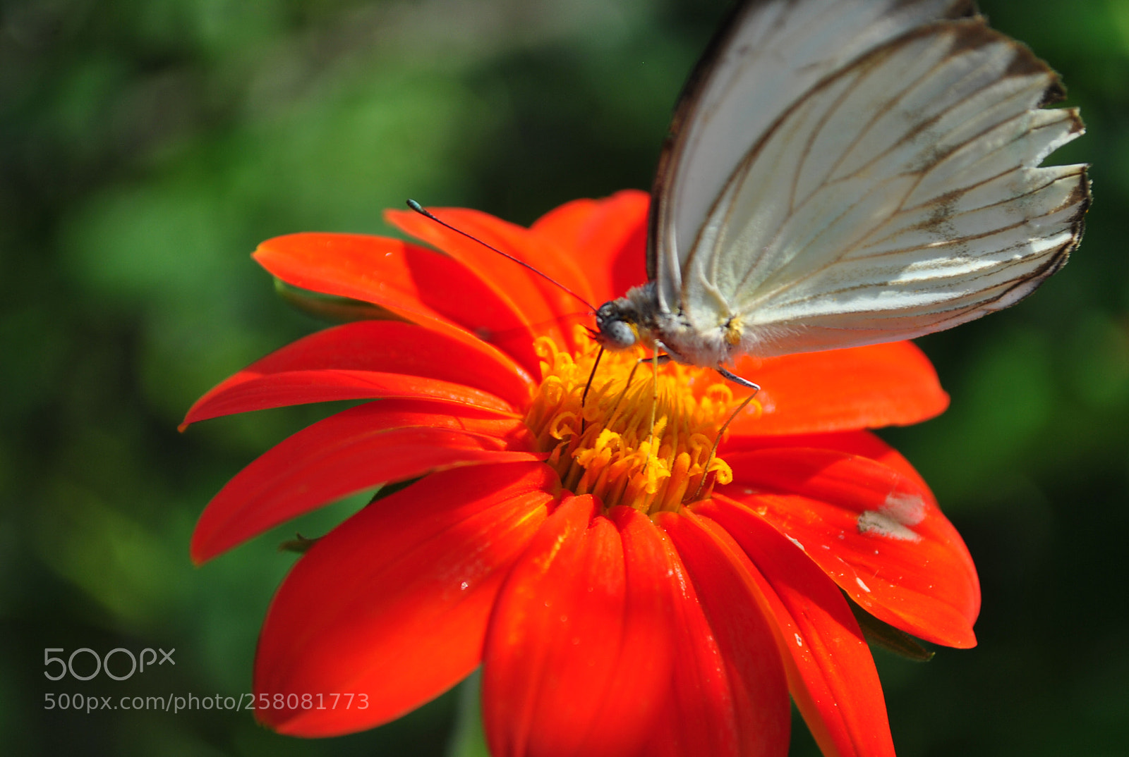 Nikon D3000 sample photo. Butterfly and flower photography