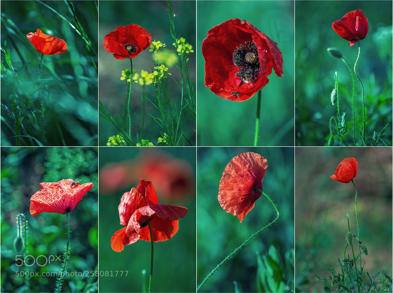 Nikon D610 sample photo. Poppy photography