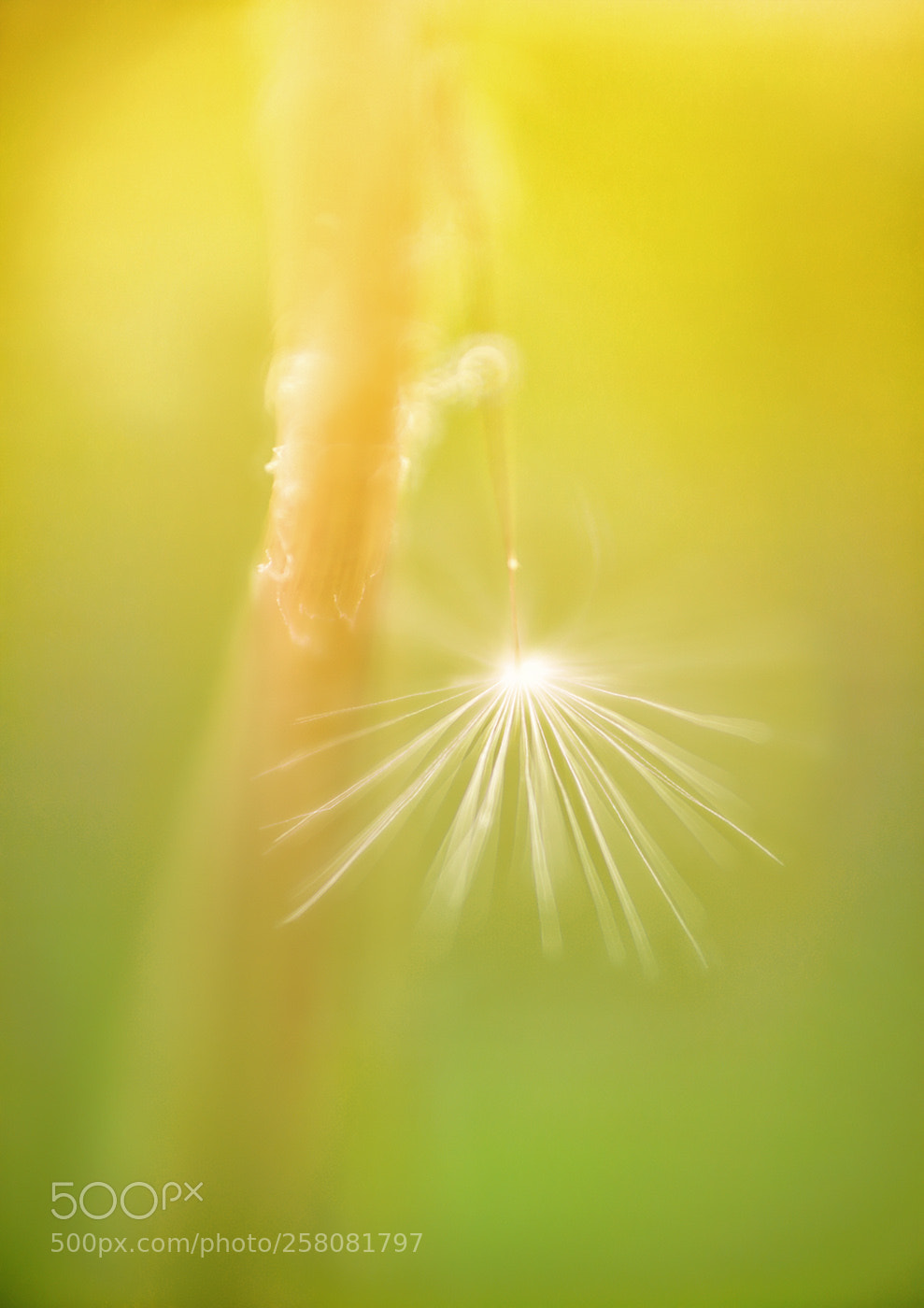 Sony a7R II sample photo. Wenn es f llt photography