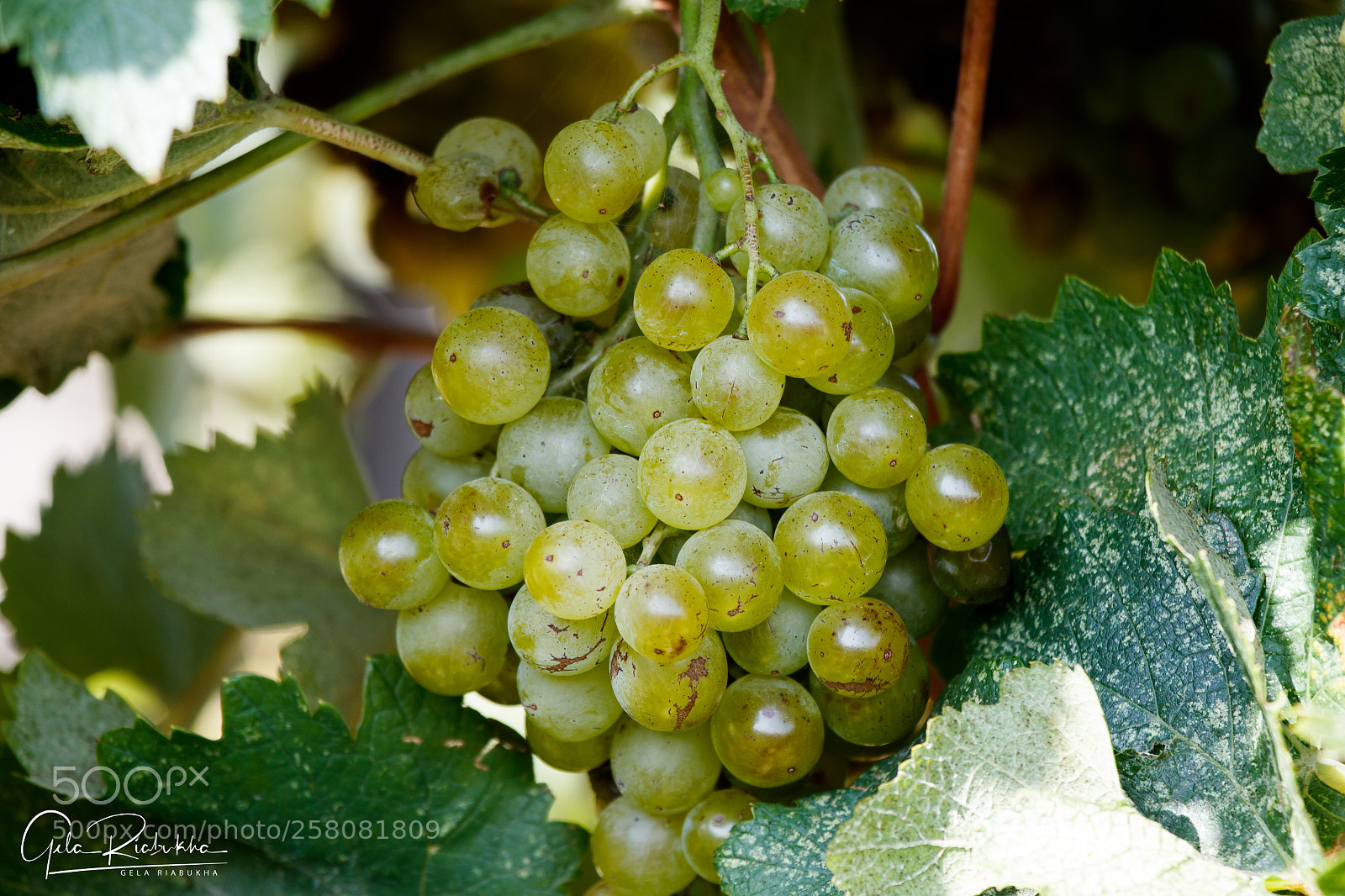 Canon EOS 80D sample photo. Grapes photography