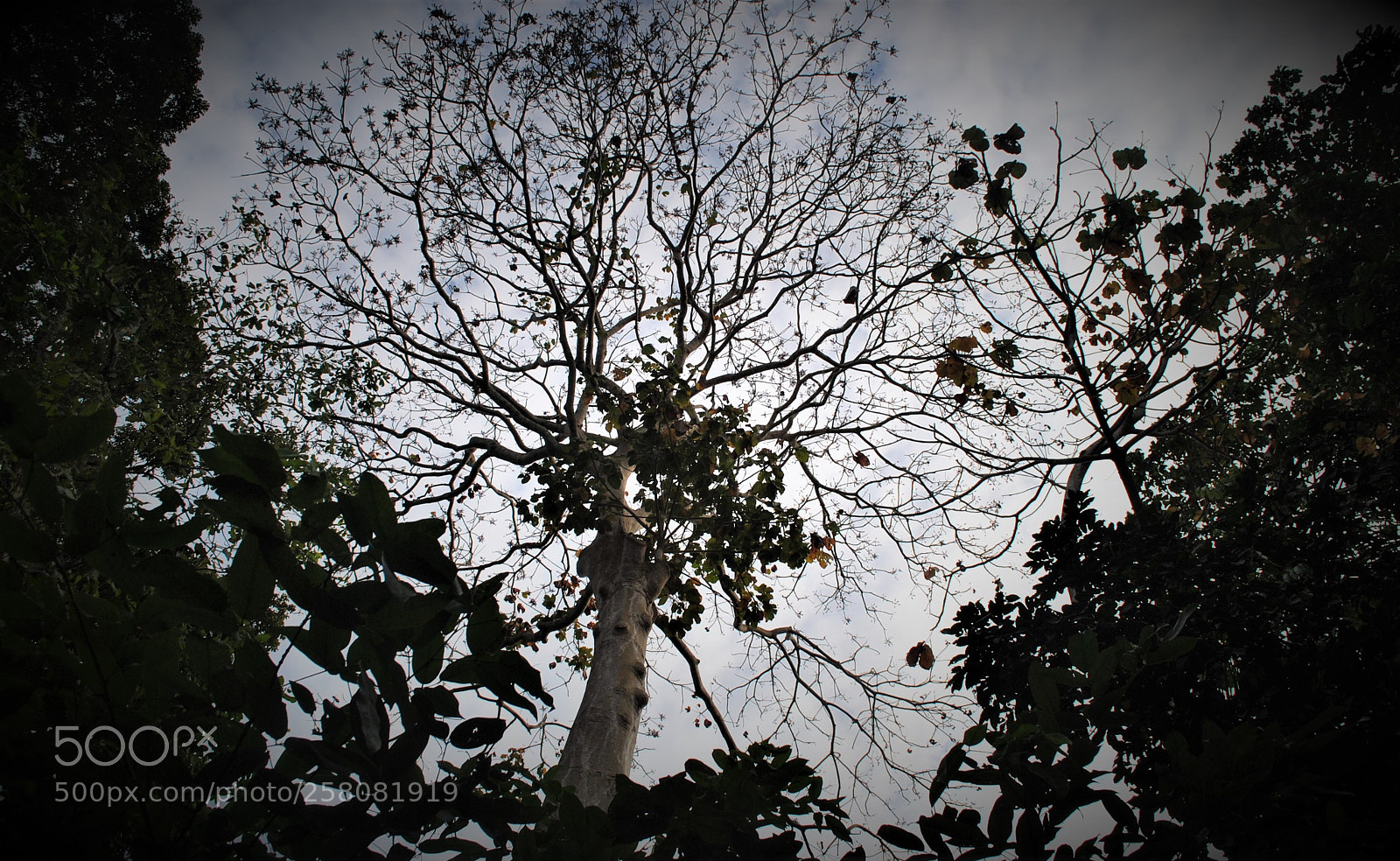 Nikon D3000 sample photo. Tree photography