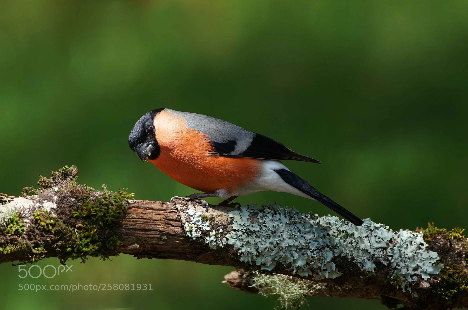Sony a99 II sample photo. Un precioso camachuelo. ¡¡¡ photography
