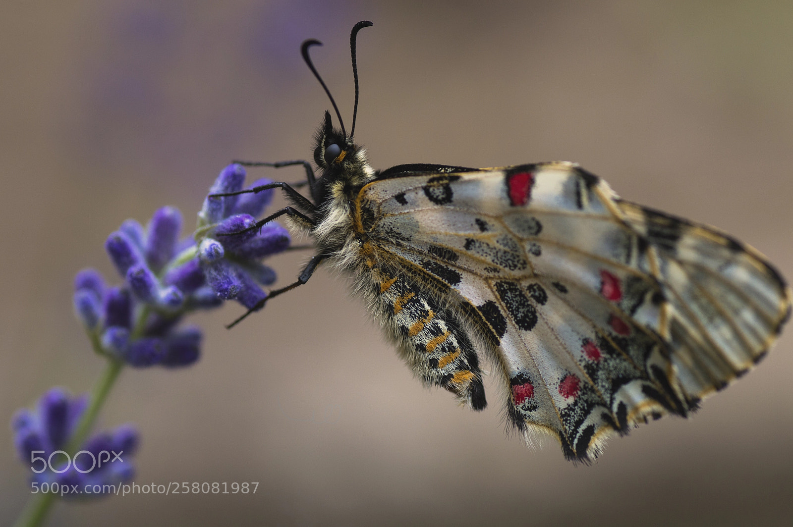Nikon D3200 sample photo. Butterfly caught photography