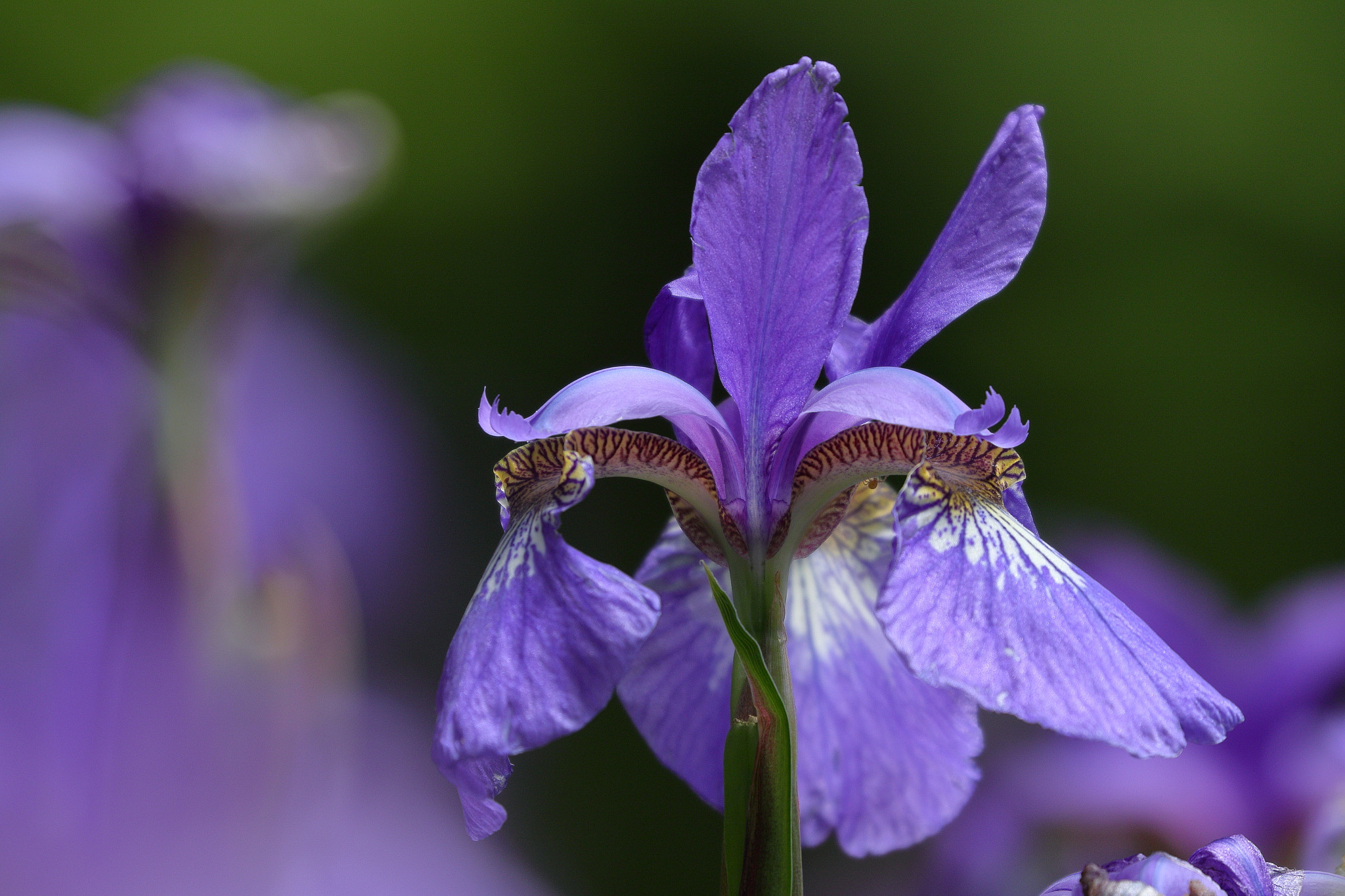 Canon EOS 7D Mark II sample photo. Iris 7i2a1189 photography