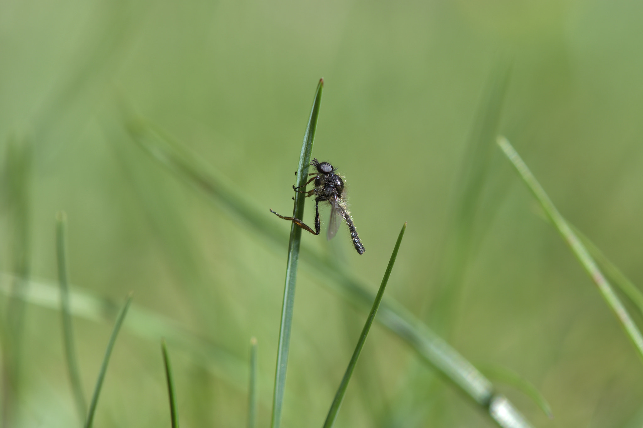 Nikon AF-S Micro-Nikkor 105mm F2.8G IF-ED VR sample photo. Murderous fly (trichoura nira) photography
