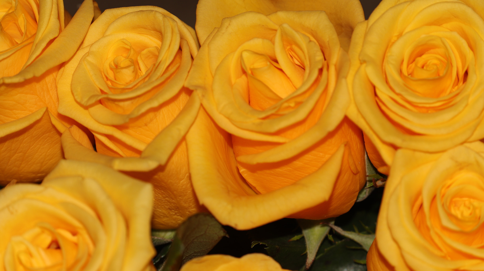 Canon EF-S 55-250mm F4-5.6 IS STM sample photo. Yellow roses photography