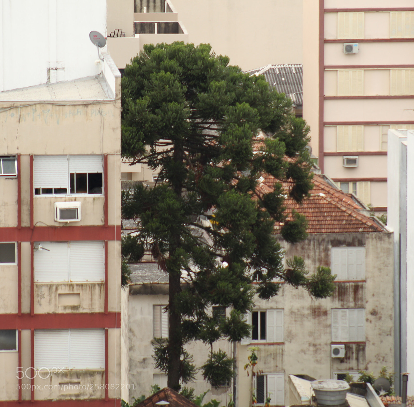 Canon EOS 1300D (EOS Rebel T6 / EOS Kiss X80) sample photo. Pinheiro urbano photography
