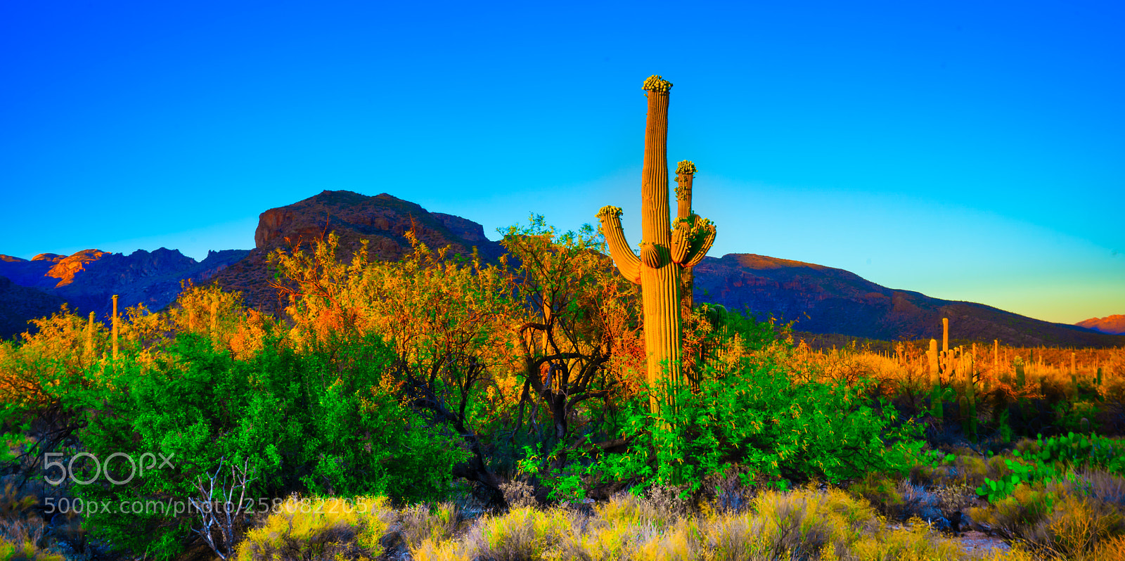 Sony a7 III sample photo. The cactus at sunset photography