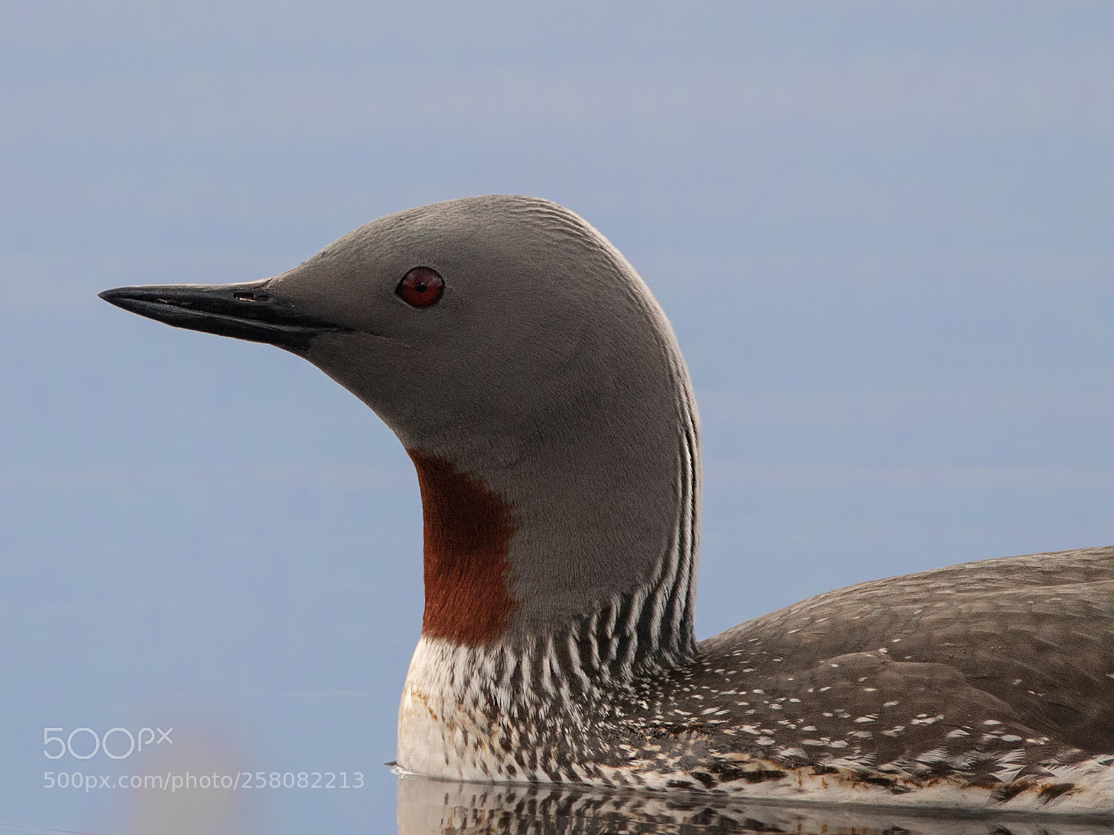 Canon EOS 5D Mark IV sample photo. Red-throated diver portrait photography