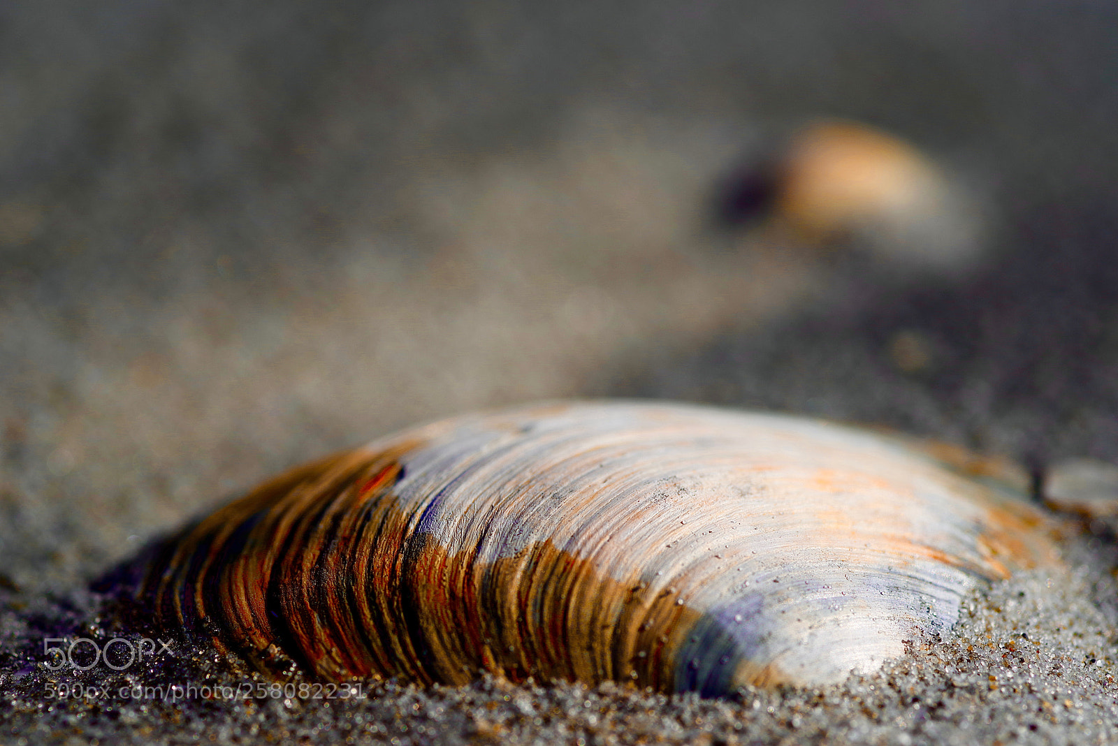 Pentax K-1 sample photo. North sea mussel photography