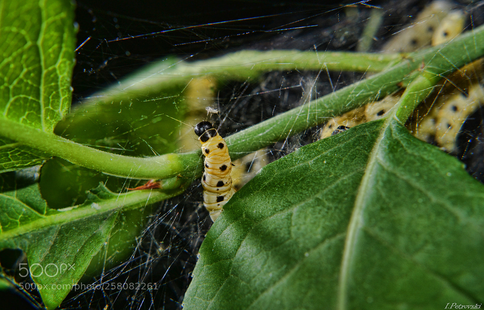 Nikon D3100 sample photo. Пикабу photography