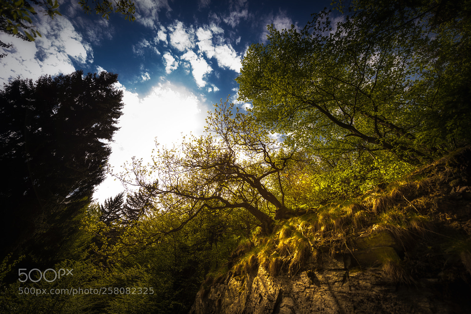 Nikon D610 sample photo. Overhanging trees in the photography