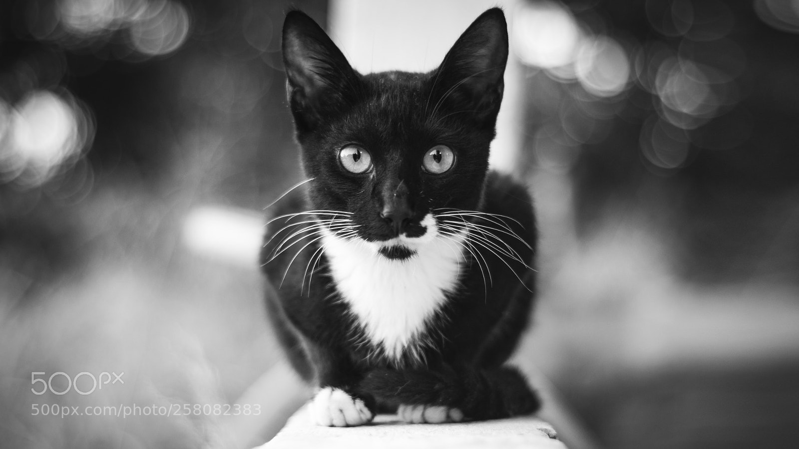 Nikon D3300 sample photo. Cat photography