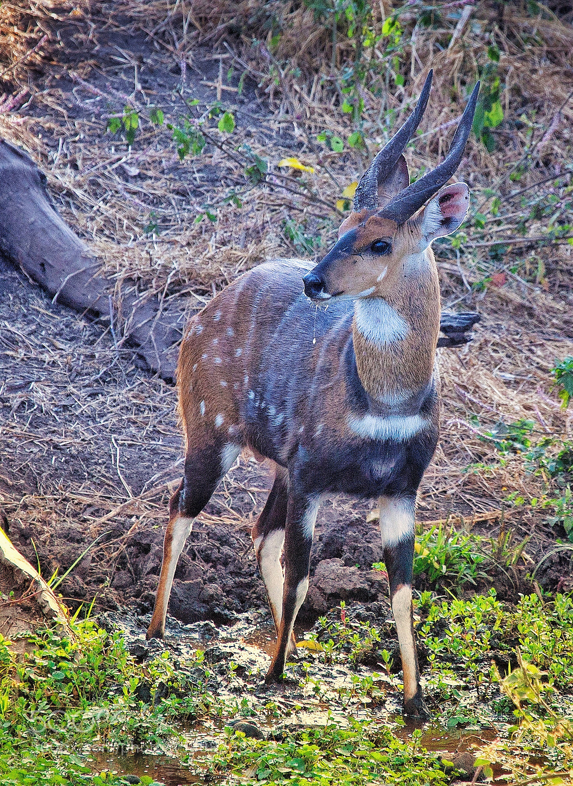 Canon EOS 5D Mark II sample photo. Bushbuck male tragelaphus scriptus photography