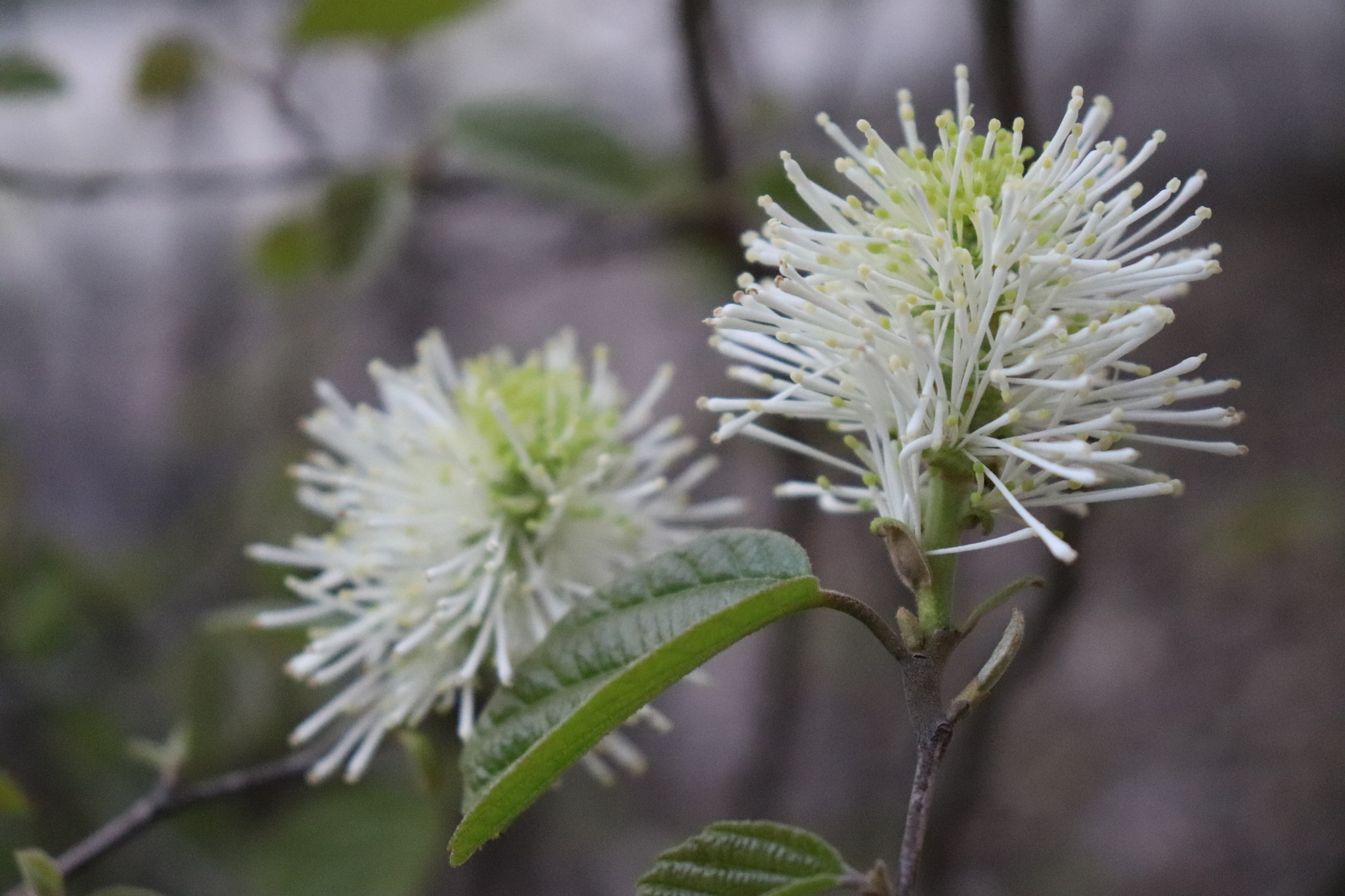 Canon EOS 200D (EOS Rebel SL2 / EOS Kiss X9) sample photo. Fothergilla in spring photography
