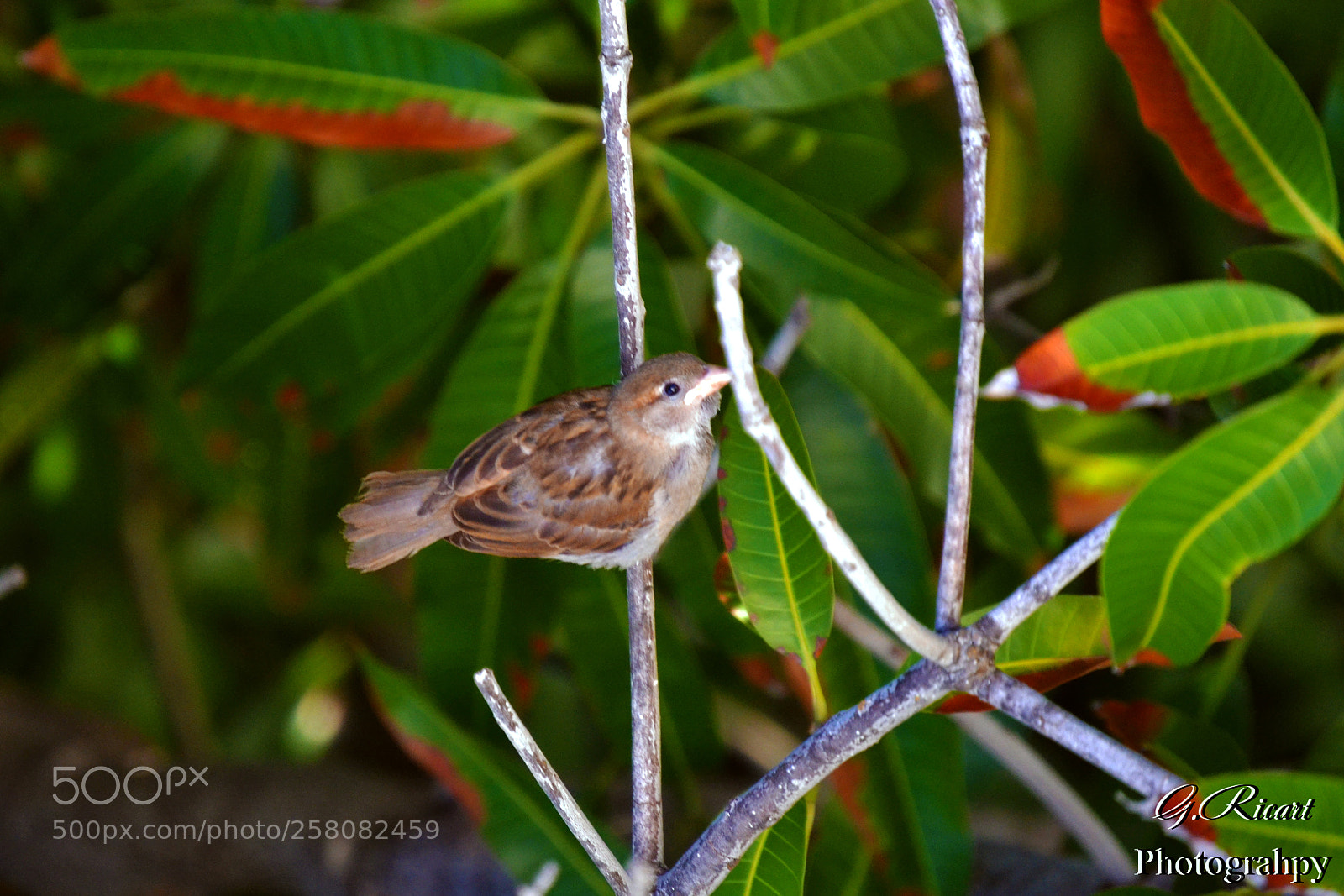 Nikon D3100 sample photo. Little bird photography