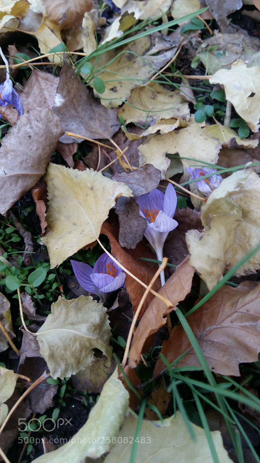 Samsung Galaxy A5 sample photo. Spring during autumn photography