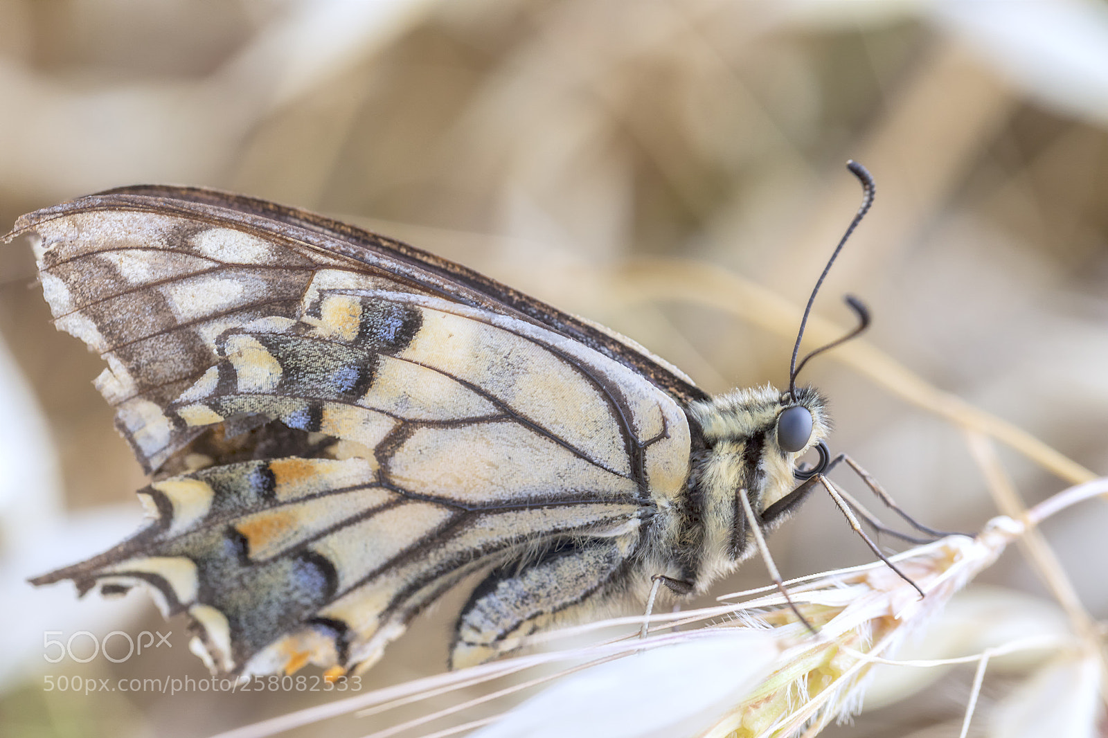 Canon EOS 5D Mark IV sample photo. Macaone. photography