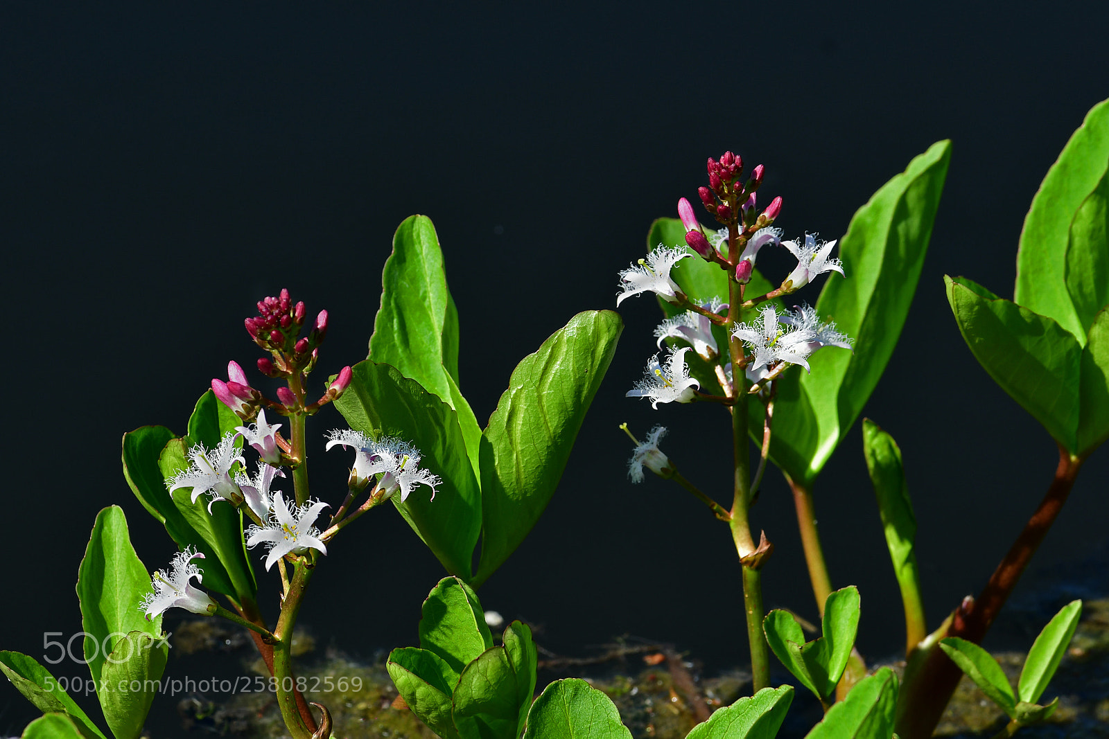 Nikon D500 sample photo. Water flowers photography