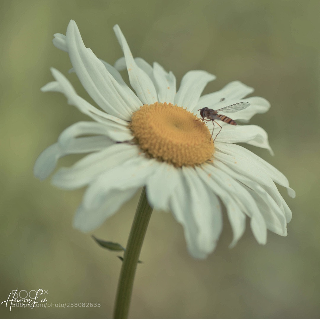 Canon EOS 6D sample photo. Gσσ∂ мσяиιиg photography