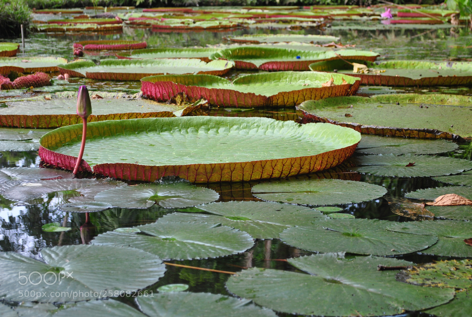 Nikon D3000 sample photo. The amazon water lily photography