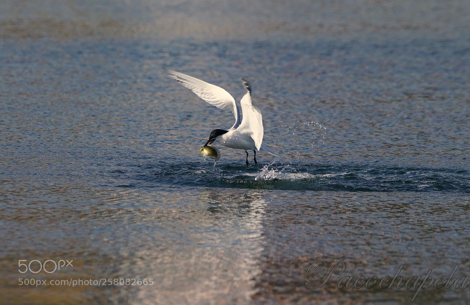 Sony a99 II sample photo. Buena pesca photography