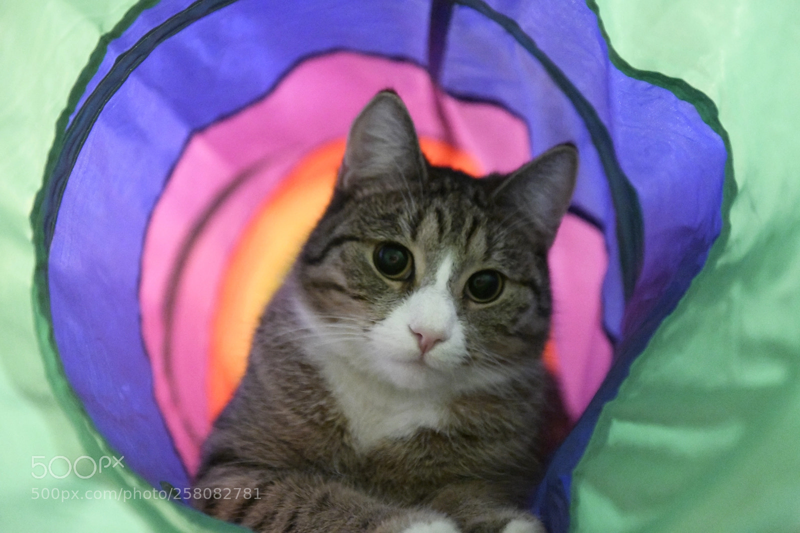 Nikon D850 sample photo. 20180215-_d850507.jpg photography