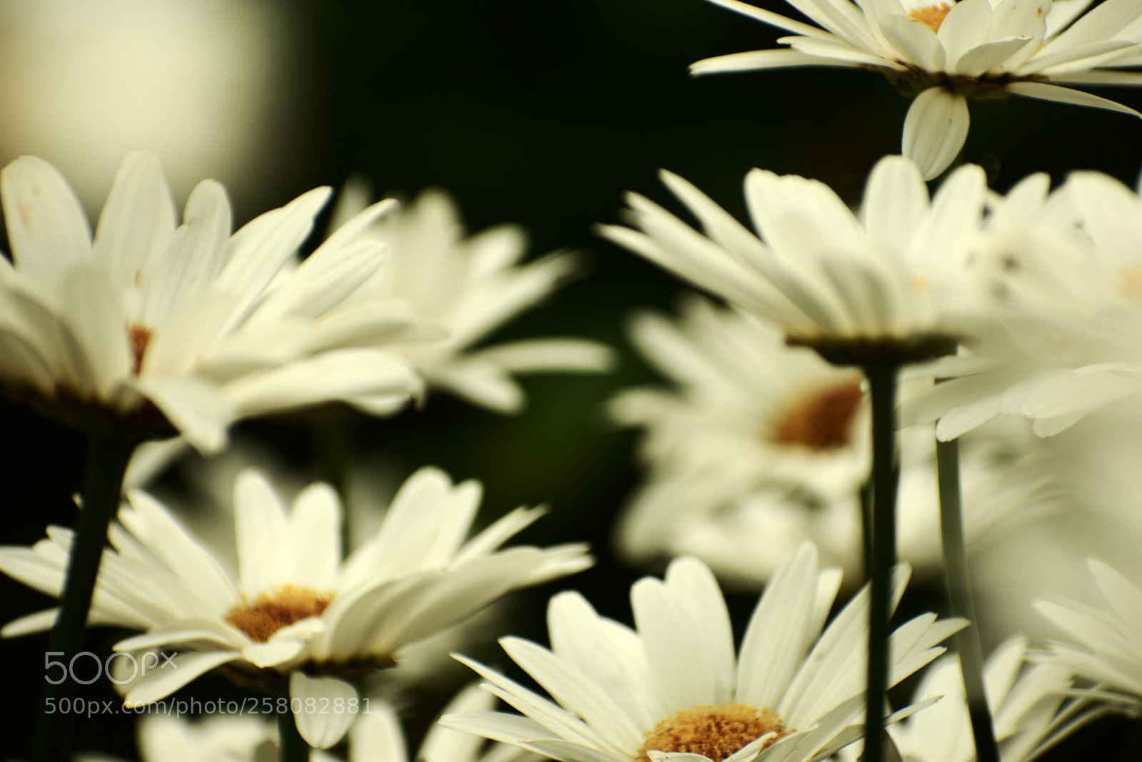 Nikon D3400 sample photo. White flowers photography