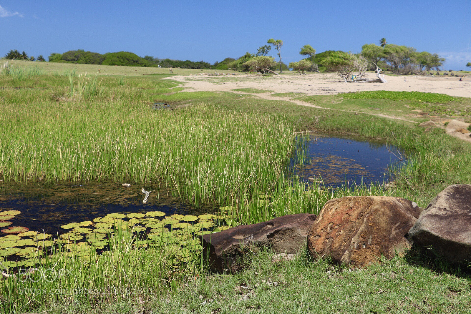 Canon EOS 750D (EOS Rebel T6i / EOS Kiss X8i) sample photo. Green coast in guadeloupe photography