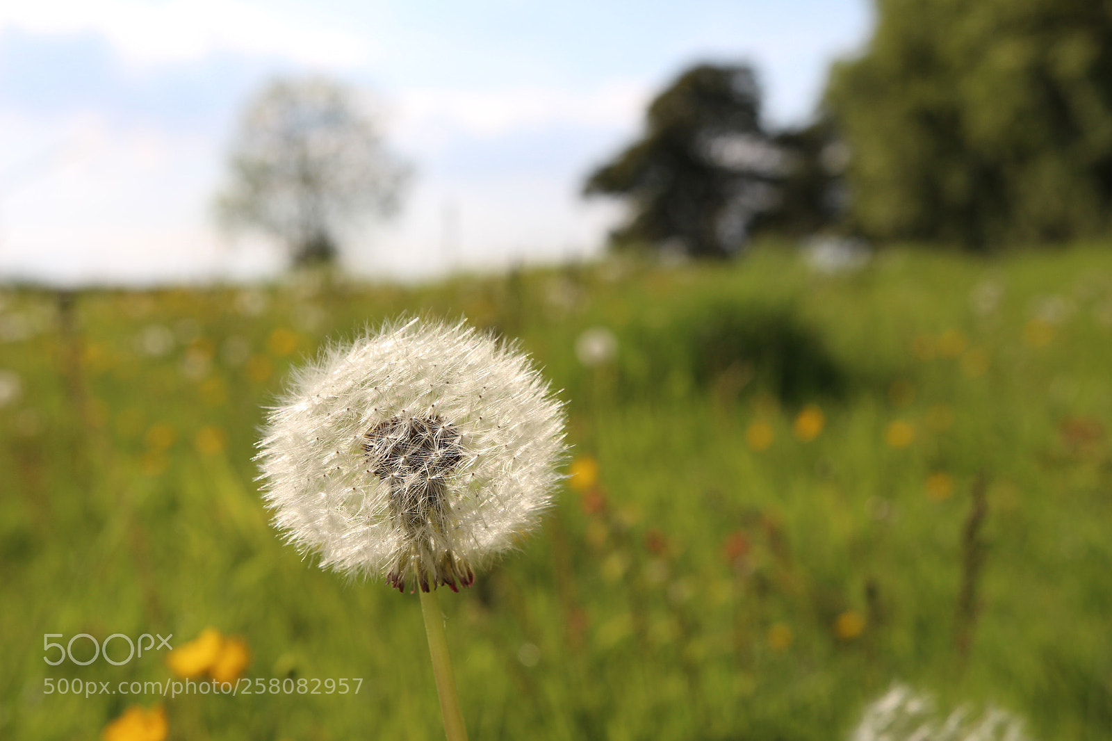Canon EOS 700D (EOS Rebel T5i / EOS Kiss X7i) sample photo. Dandelion  photography