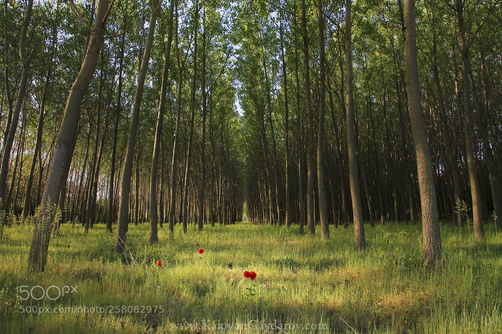 Canon EOS 1100D (EOS Rebel T3 / EOS Kiss X50) sample photo. The fairy forest photography