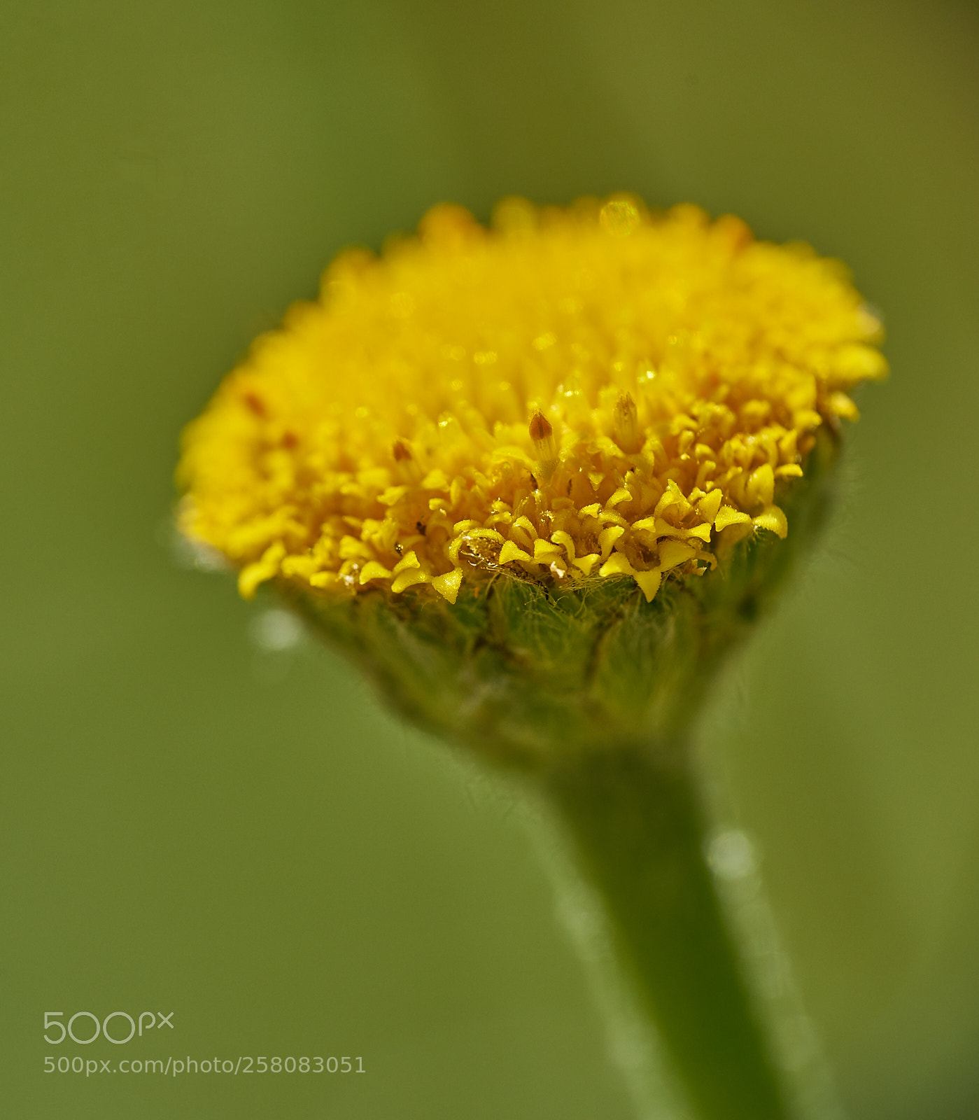 Sony a7R II sample photo. Unfocused... photography