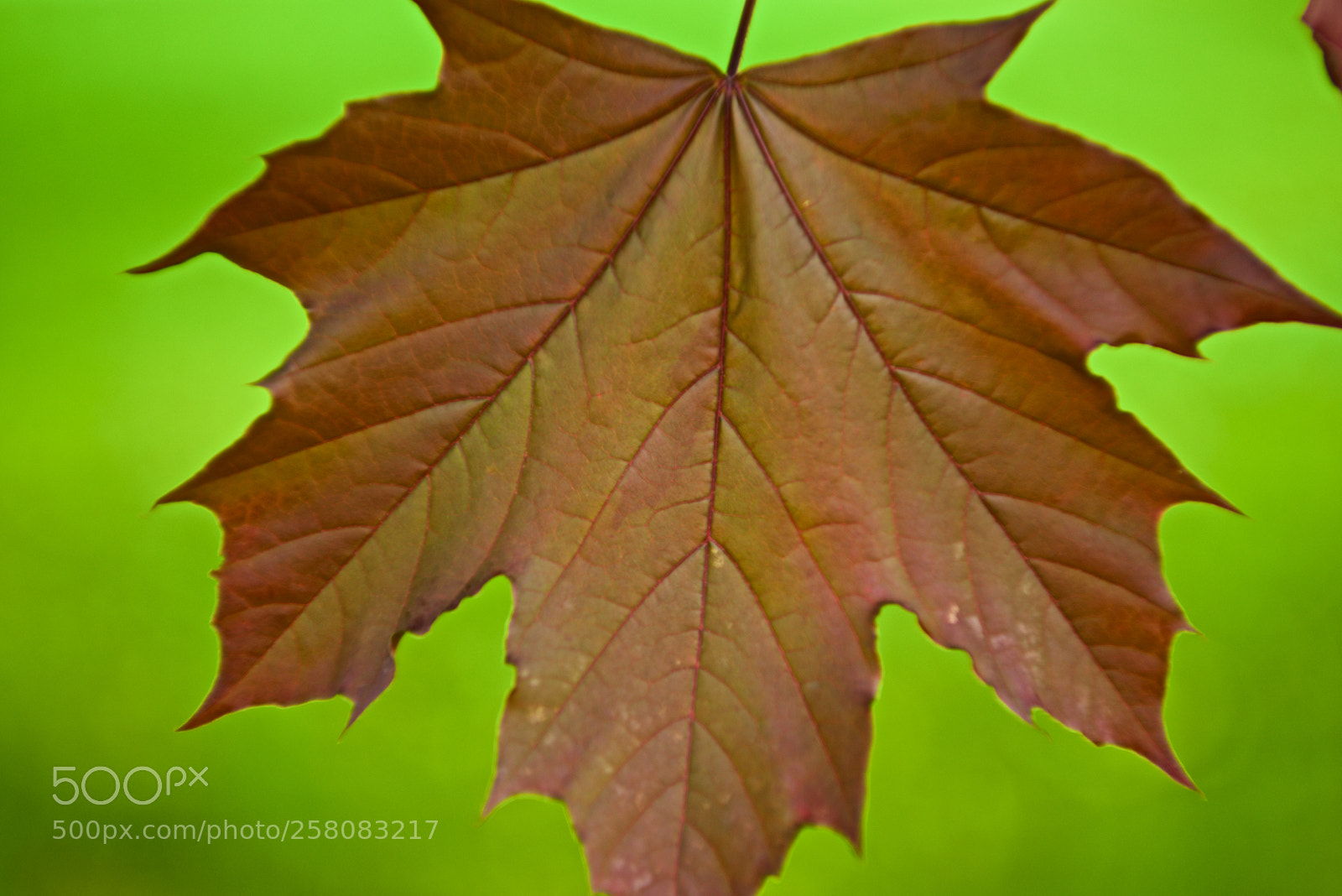 Nikon D810 sample photo. Redmapleaf photography